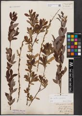 Foto von Salix aurita L. x Salix purpurea L.